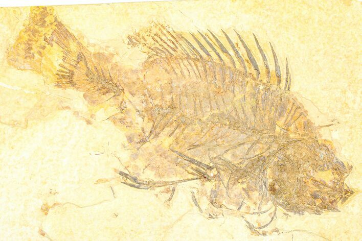 Bargain, Fossil Fish (Priscacara) - Wyoming #379323
